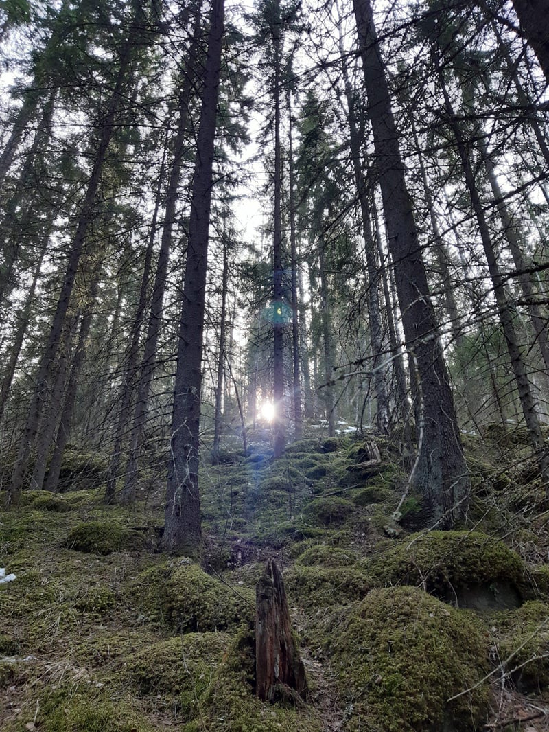 Tehdasasetusten palautus – hyvinvointia luonnosta